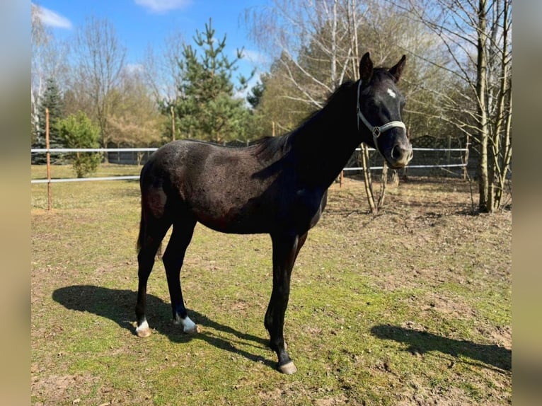 Cheval de sport polonais Étalon 1 Année 155 cm Gris in Henryszew