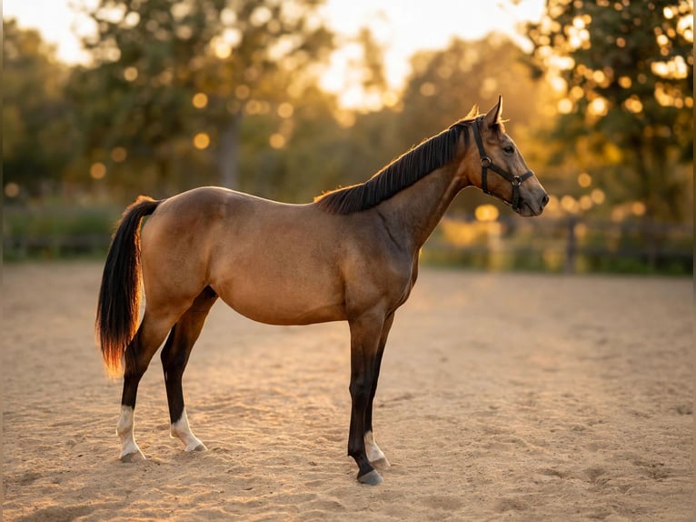 Cheval de sport polonais Étalon 1 Année 155 cm Isabelle in Wrocław
