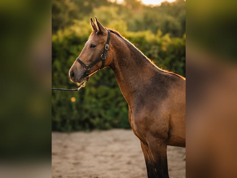 Cheval de sport polonais Étalon 1 Année 155 cm Isabelle in Wrocław