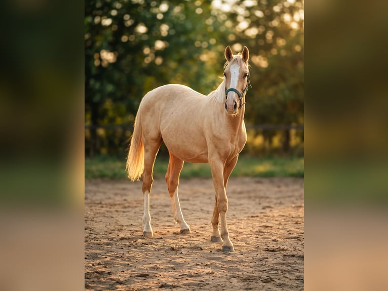 Cheval de sport polonais Étalon 1 Année 155 cm Palomino in Wrocław