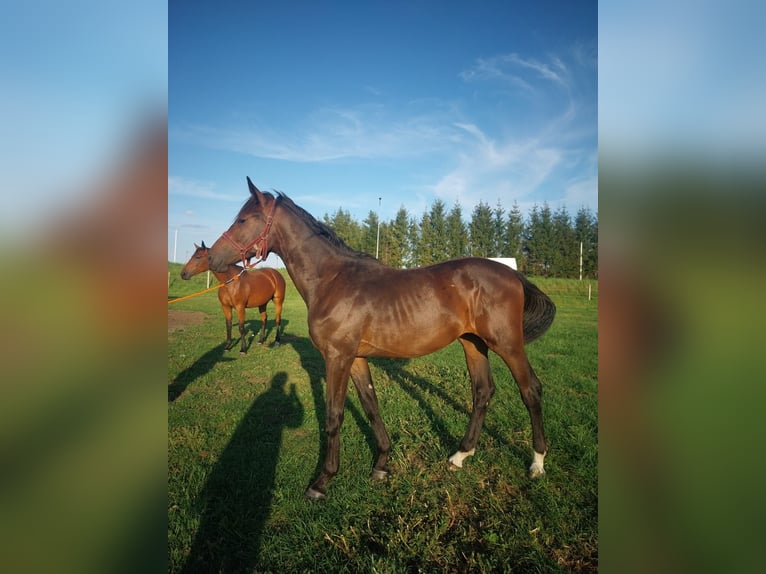 Cheval de sport polonais Étalon 1 Année 157 cm Bai in Cekcyn