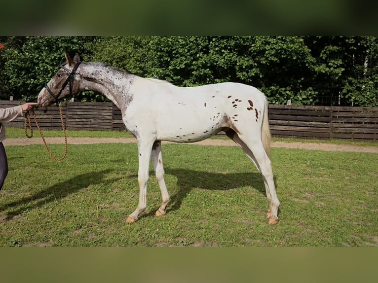 Cheval de sport polonais Étalon 1 Année 165 cm Léopard in Bryzgów