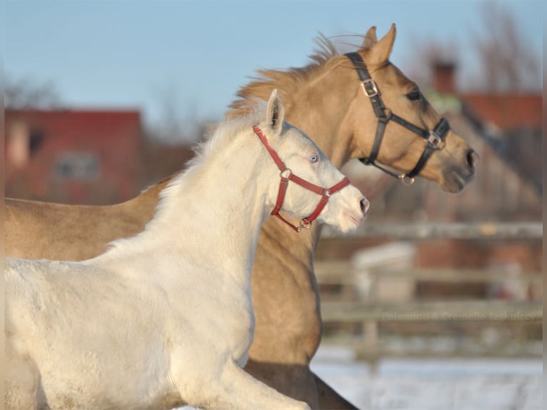 Cheval de sport polonais Étalon 1 Année 167 cm Cremello in Piecowice