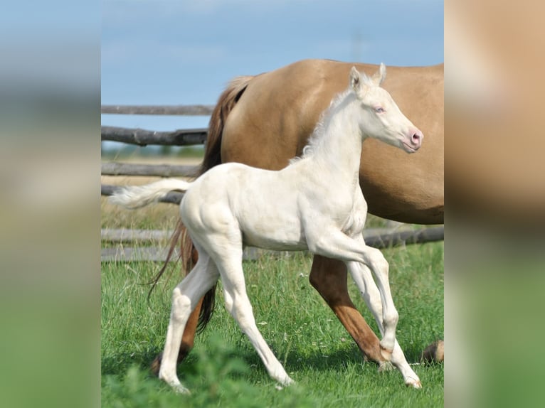 Cheval de sport polonais Étalon 1 Année 167 cm Cremello in Piecowice