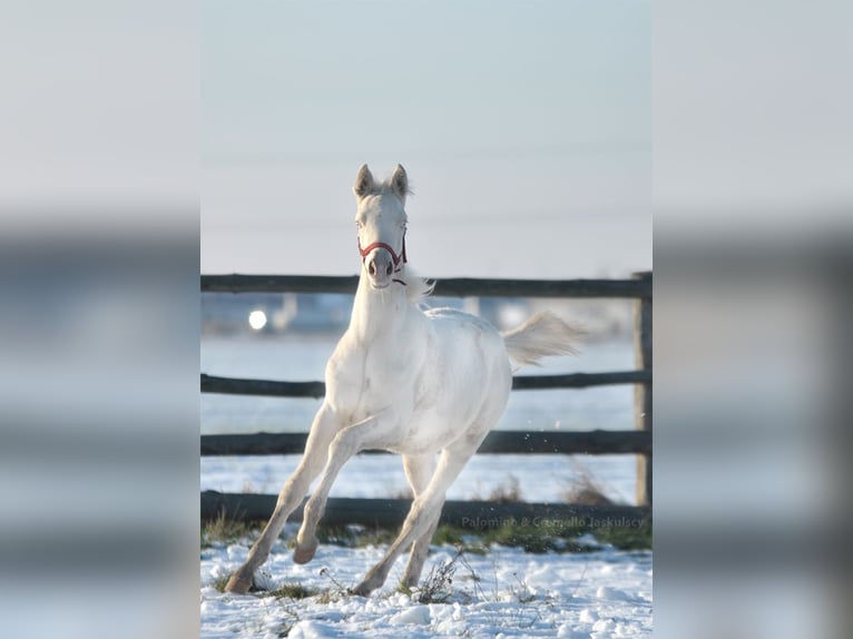 Cheval de sport polonais Étalon 1 Année 167 cm Cremello in Piecowice