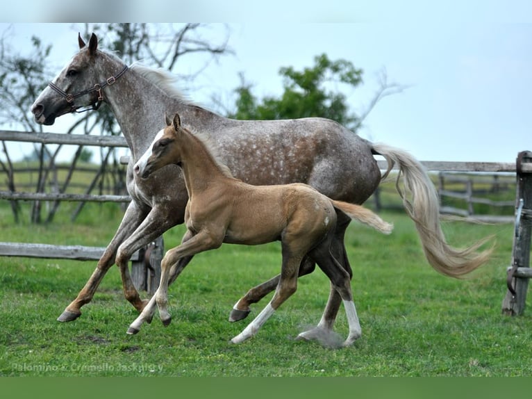 Cheval de sport polonais Étalon 1 Année 167 cm Palomino in Piecowice