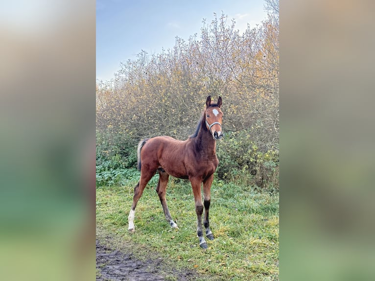 Cheval de sport polonais Étalon 1 Année 175 cm Bai in Gniezno