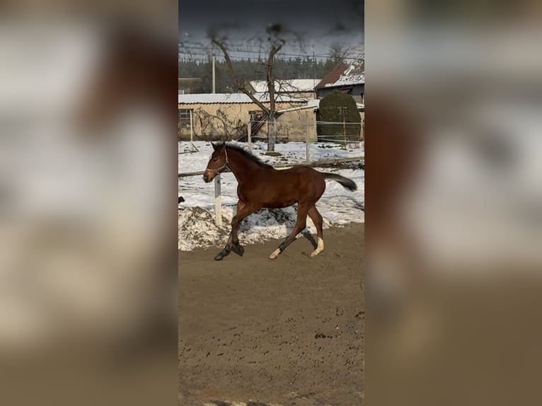 Cheval de sport polonais Étalon 1 Année 175 cm Bai in Gniezno