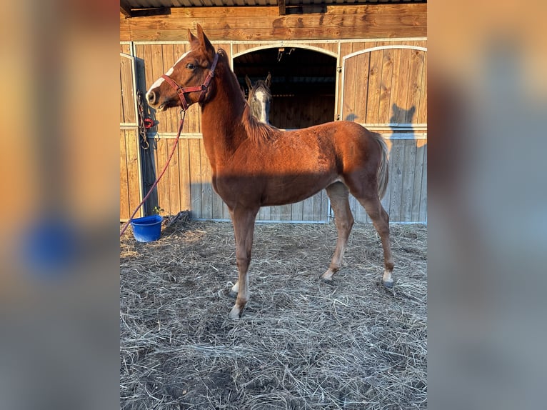 Cheval de sport polonais Étalon 1 Année Alezan in Siciny