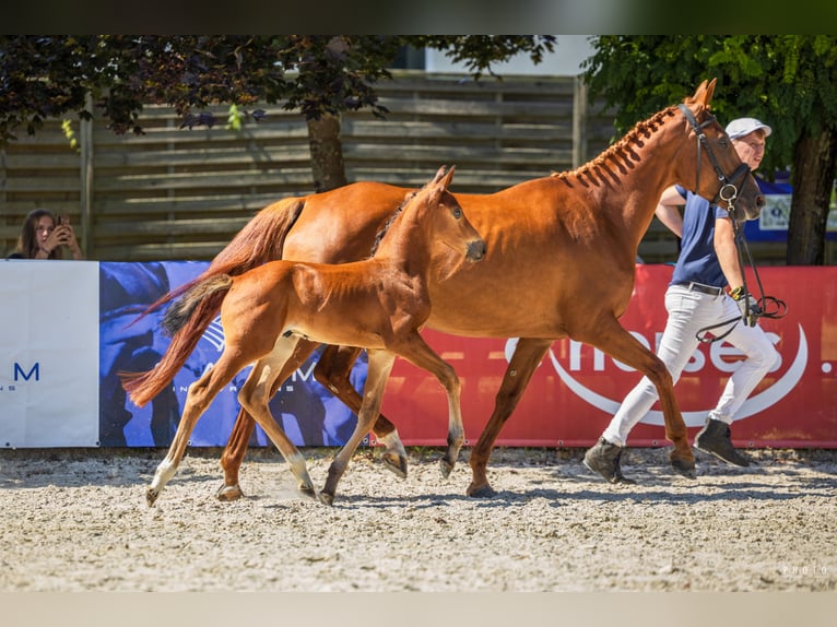 Cheval de sport polonais Étalon 1 Année Bai cerise in Serock