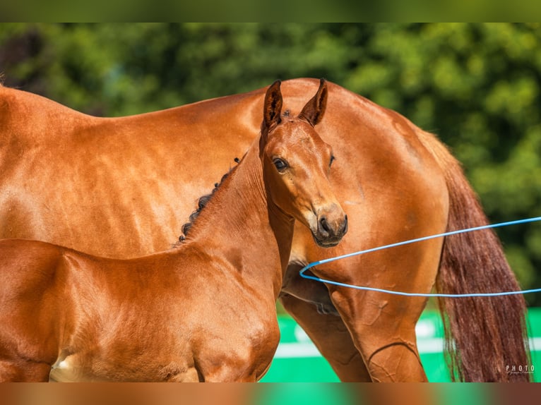 Cheval de sport polonais Étalon 1 Année Bai cerise in Serock