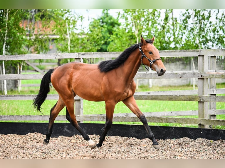 Cheval de sport polonais Étalon 1 Année Bai in OSTRÓW WIELKOPOLSKI