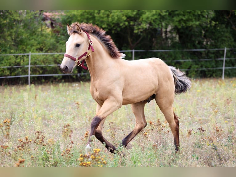Cheval de sport polonais Étalon 1 Année Buckskin in Poznań