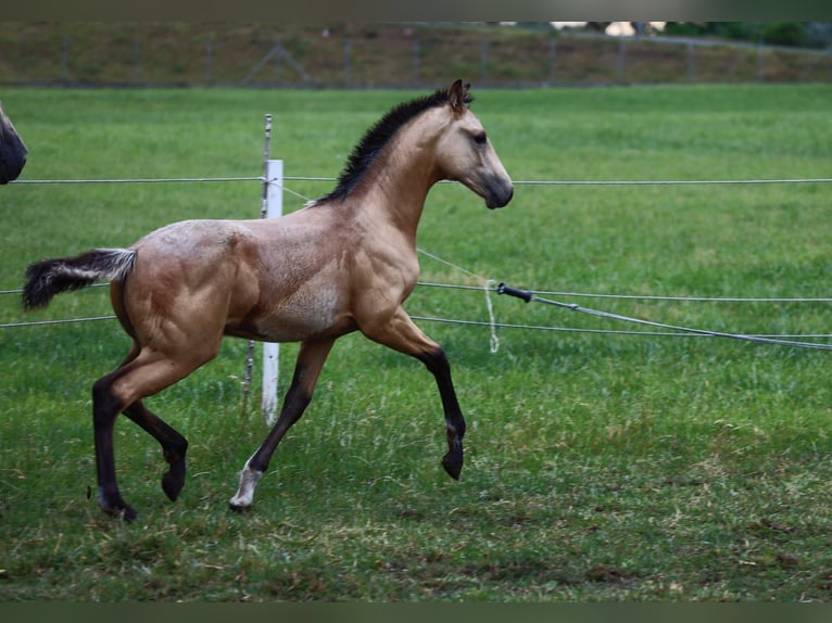 Cheval de sport polonais Étalon 1 Année Buckskin in Poznań