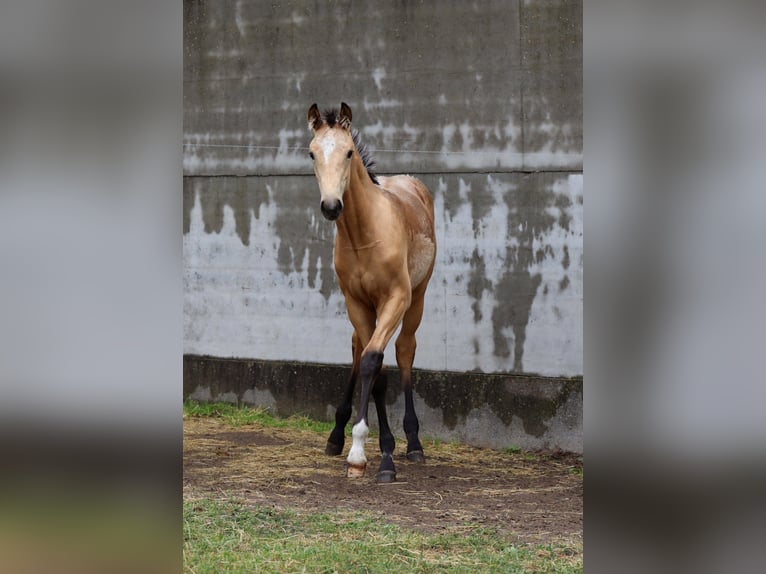 Cheval de sport polonais Étalon 1 Année Buckskin in Poznań