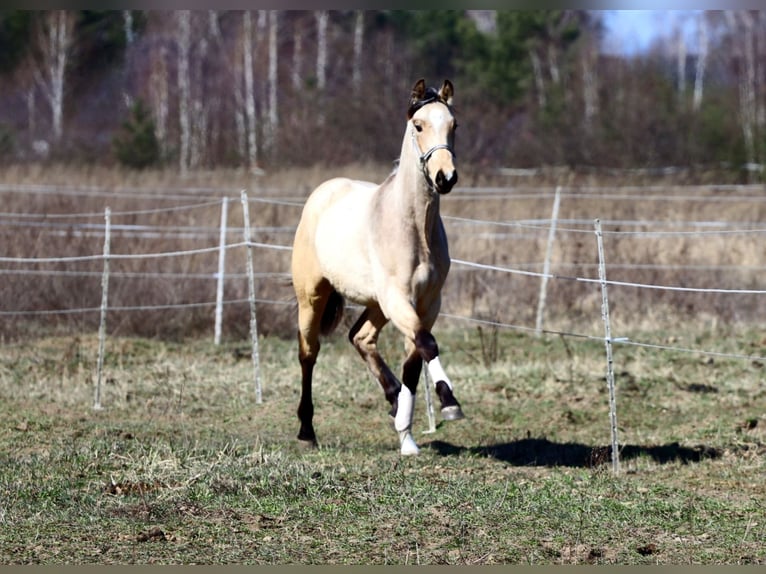 Cheval de sport polonais Étalon 1 Année Buckskin in Poznań