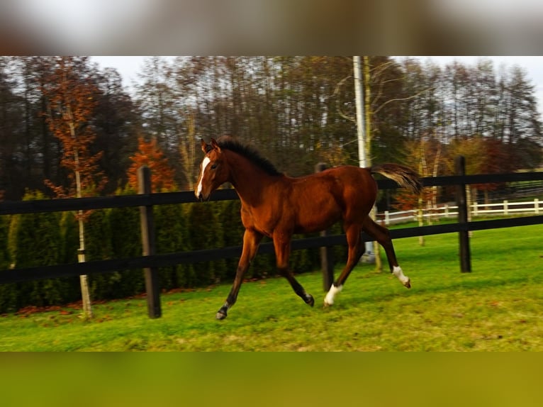 Cheval de sport polonais Étalon 1 Année in Serock