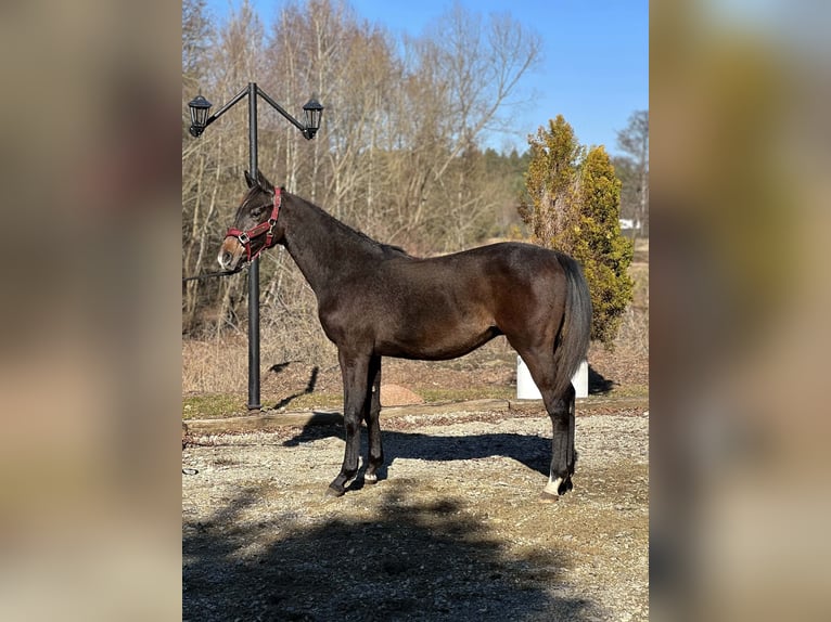 Cheval de sport polonais Étalon 1 Année Gris in Radawa