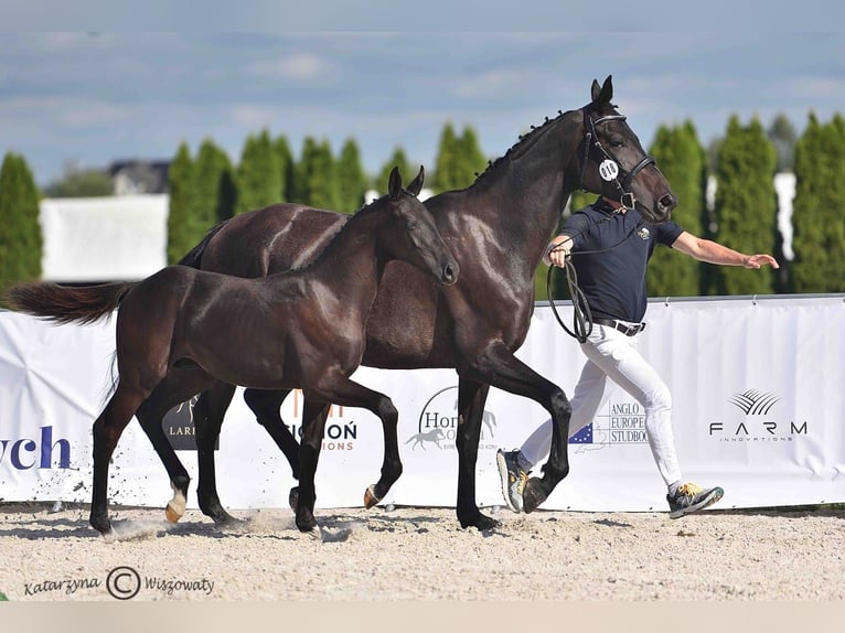 Cheval de sport polonais Étalon 1 Année Noir in Olszanka