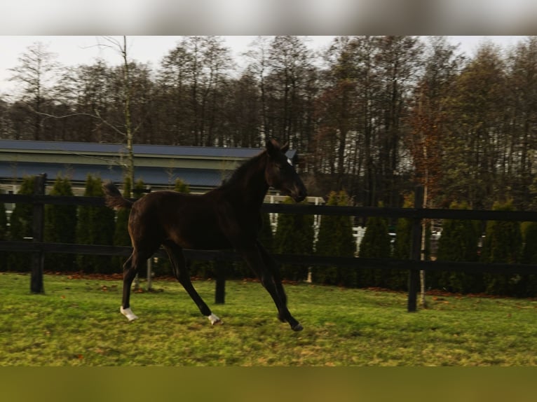 Cheval de sport polonais Étalon 1 Année Noir in Serock