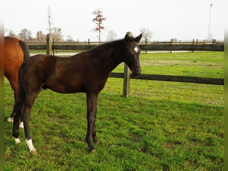 Cheval de sport polonais Étalon 1 Année Noir in Serock