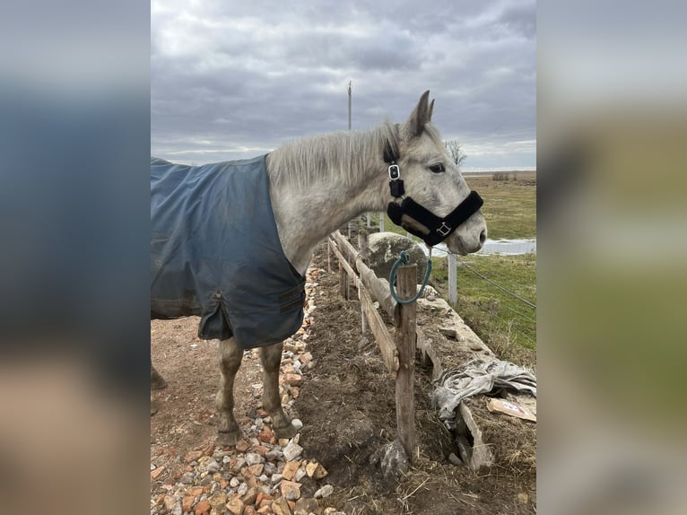 Cheval de sport polonais Étalon 2 Ans 150 cm Léopard in Grędziec