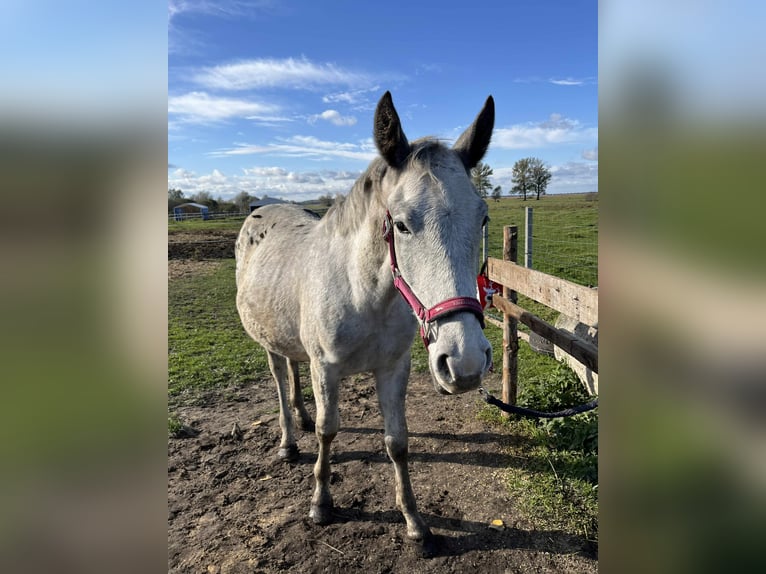 Cheval de sport polonais Étalon 2 Ans 150 cm Léopard in Grędziec