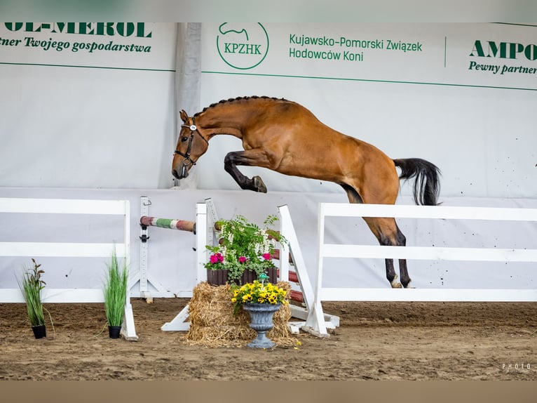 Cheval de sport polonais Étalon 2 Ans 165 cm Bai in Zarośle