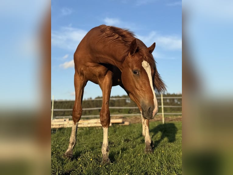 Cheval de sport polonais Étalon 2 Ans 170 cm Alezan in Orle