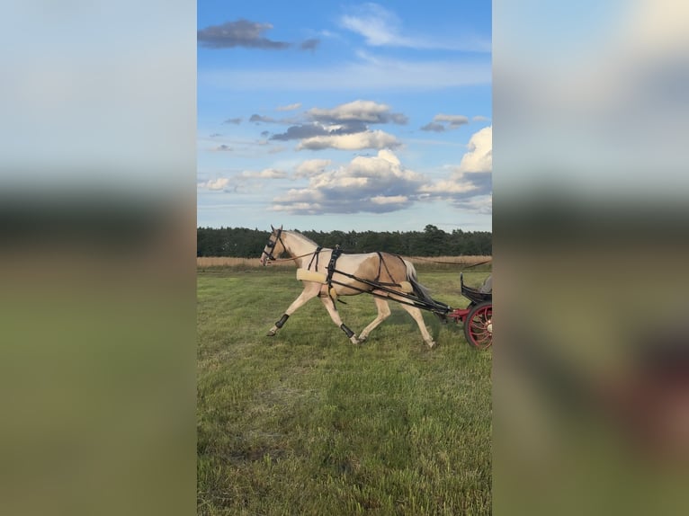 Cheval de sport polonais Étalon 2 Ans 170 cm Buckskin in kębłowo