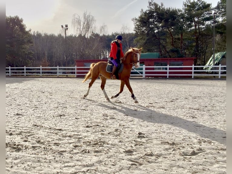Cheval de sport polonais Étalon 3 Ans 150 cm Alezan in Zielona Góra