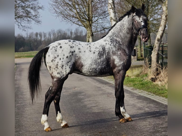 Cheval de sport polonais Étalon 3 Ans 164 cm Léopard in Someren