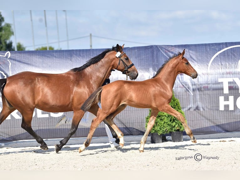 Cheval de sport polonais Étalon 3 Ans 169 cm Bai cerise in Panków