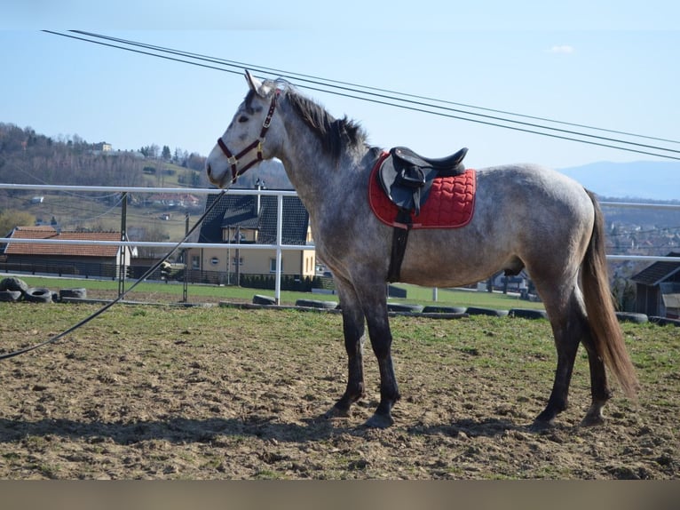 Cheval de sport polonais Étalon 3 Ans 170 cm Gris in Dąbrowa
