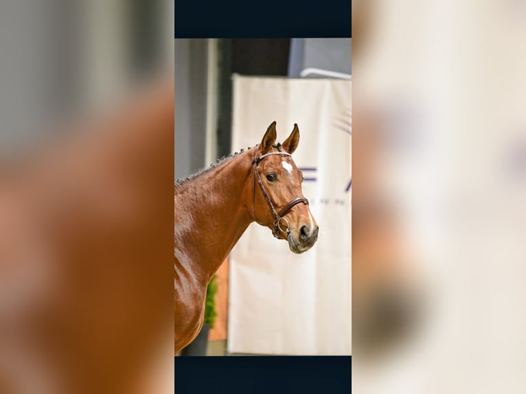 Cheval de sport polonais Étalon 3 Ans 174 cm Bai cerise in Gansingen