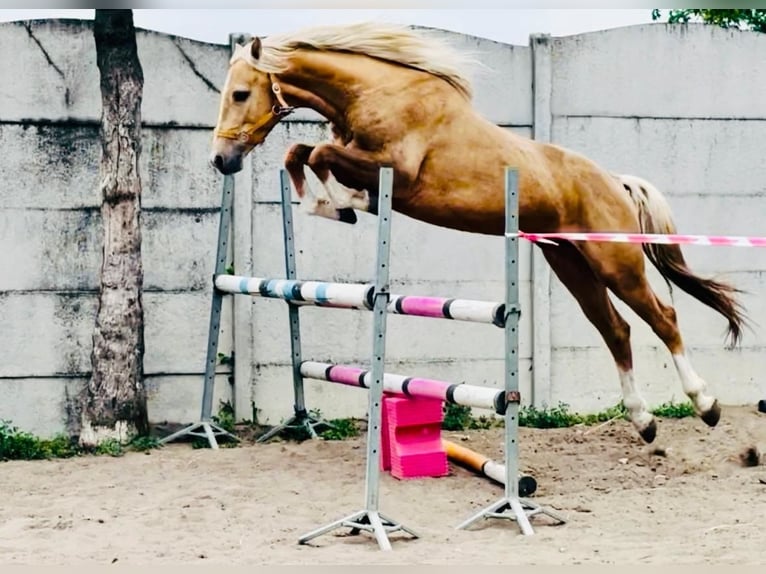 Cheval de sport polonais Étalon 4 Ans 161 cm Palomino in Piecowice