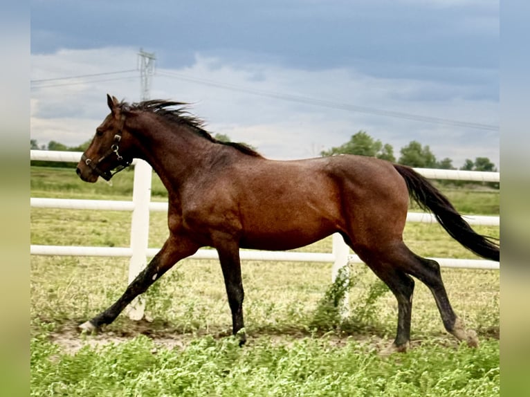 Cheval de sport polonais Étalon 4 Ans 167 cm Bai in Buk