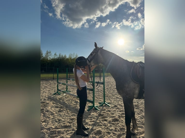 Cheval de sport polonais Étalon 5 Ans 165 cm Gris in Pawłów