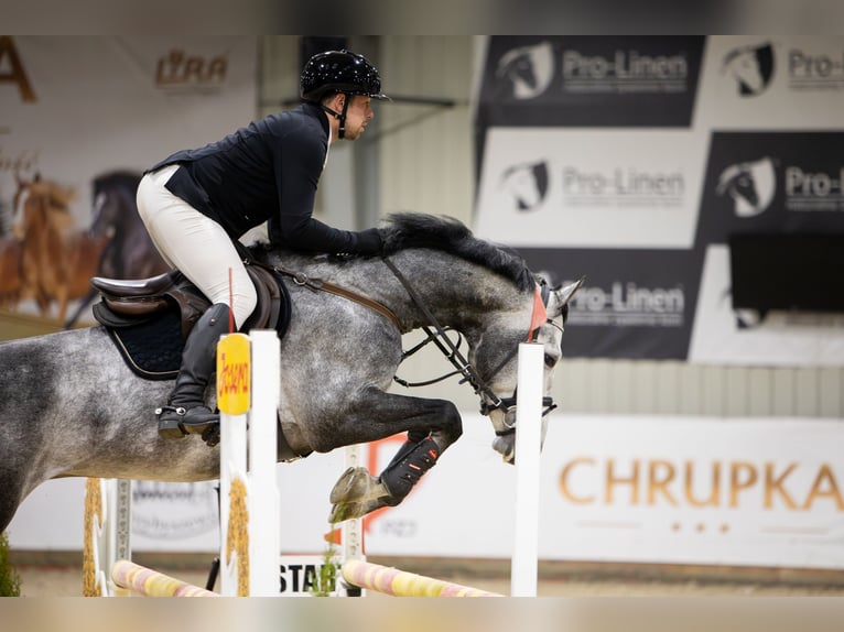 Cheval de sport polonais Étalon 5 Ans 170 cm Gris pommelé in Żmigród