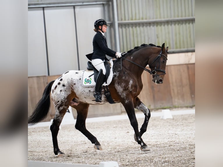 Cheval de sport polonais Étalon 5 Ans 175 cm Léopard in Panków