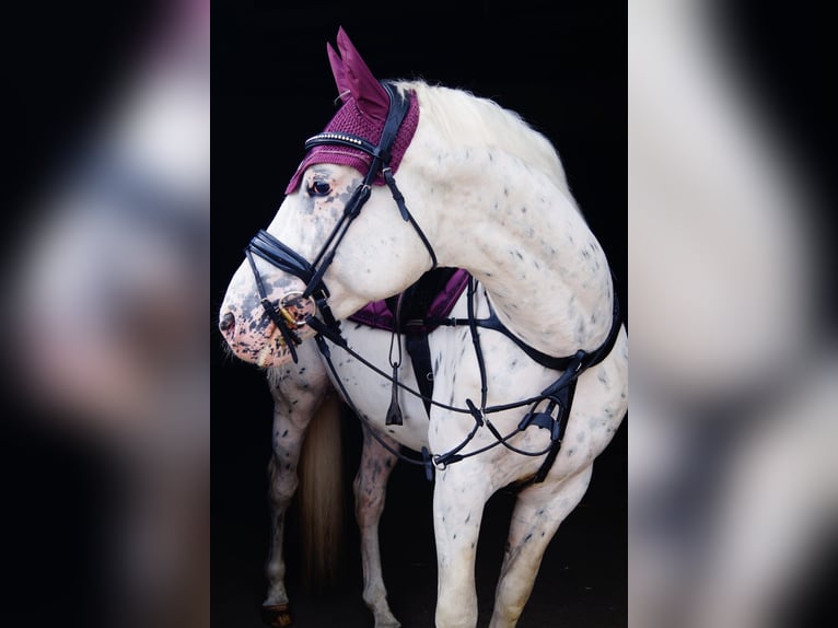 Cheval de sport polonais Étalon 6 Ans 166 cm Léopard in kębłowo