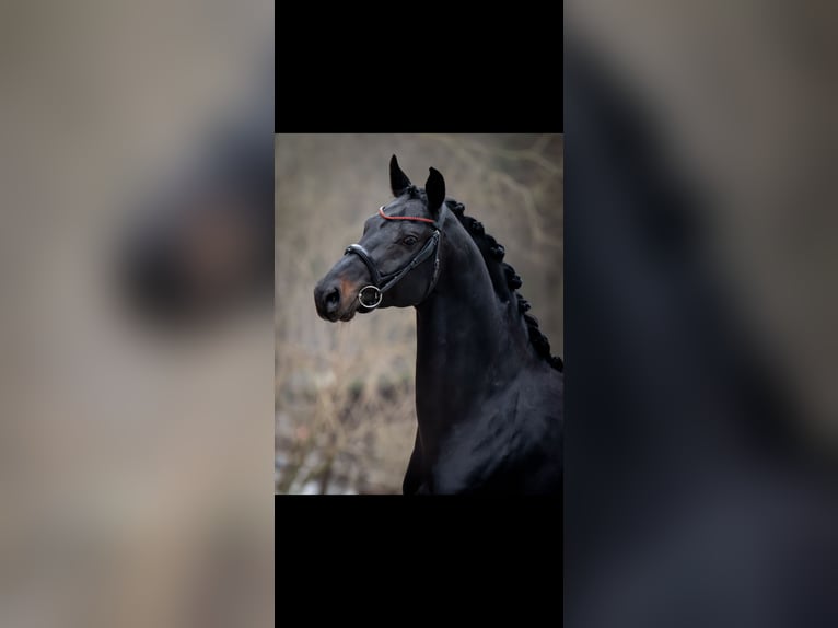 Cheval de sport polonais Étalon Bai brun foncé in Ciechocin