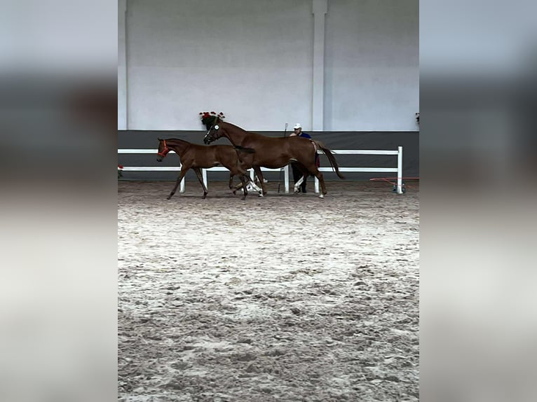 Cheval de sport polonais Étalon Poulain (05/2025) 140 cm Bai in Chodów