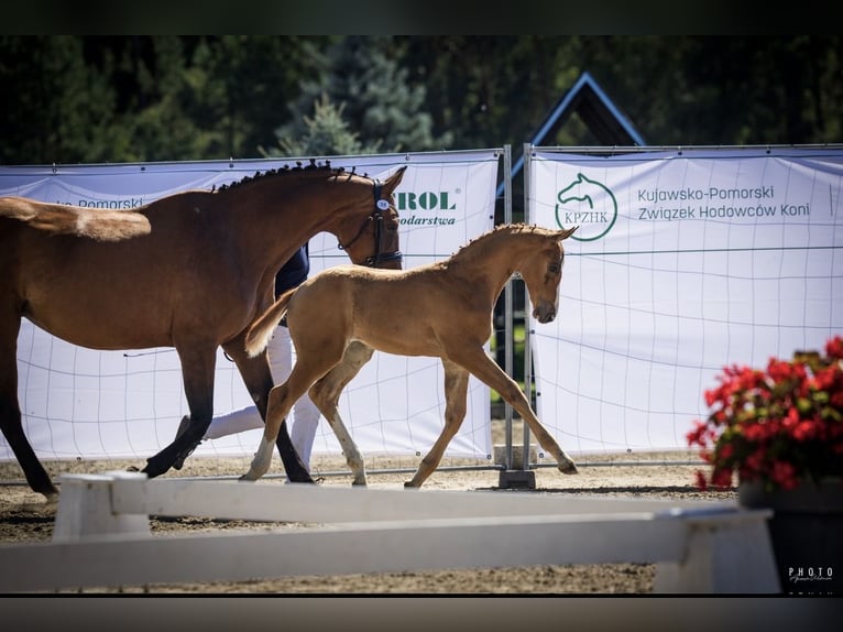 Cheval de sport polonais Étalon Poulain (06/2026) Alezan in Serock