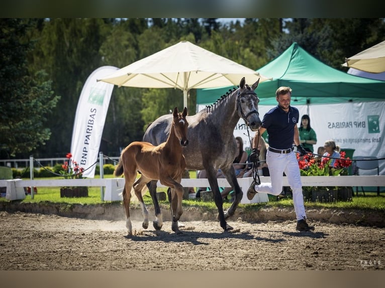 Cheval de sport polonais Étalon Poulain (06/2026) Alezan in Serock