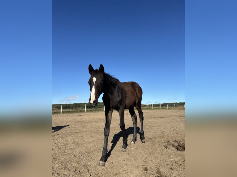 Cheval de sport polonais Étalon Poulain (05/2026) Bai brun in Dobrcz