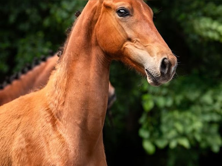Cheval de sport polonais Étalon Poulain (04/2026) Bai in Serock
