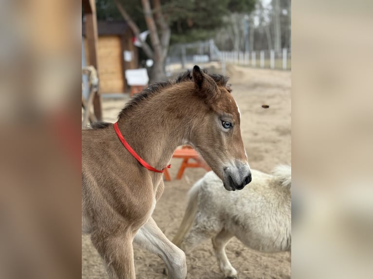 Cheval de sport polonais Étalon Poulain (04/2026) Bai in Nowe Miasto