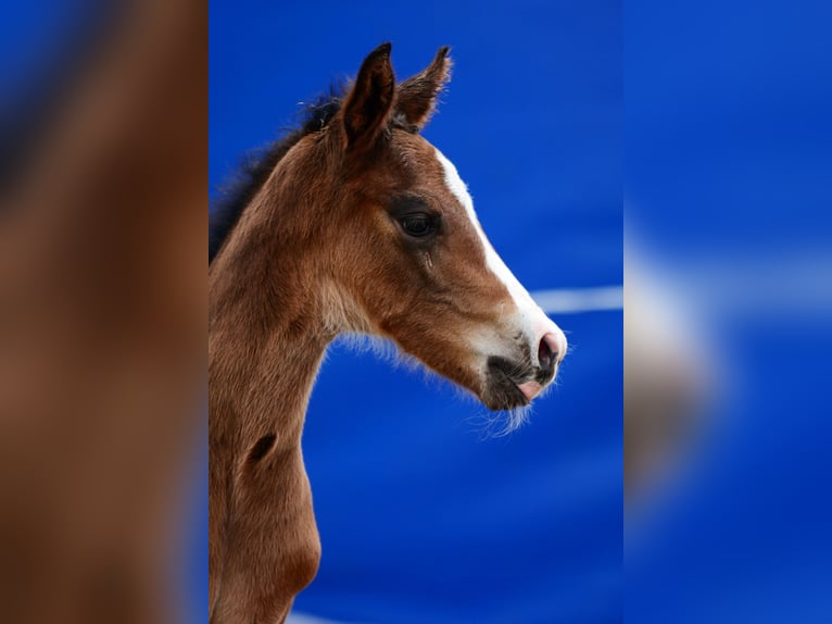 Cheval de sport polonais Étalon Poulain (01/2026)  in Pyrzyce