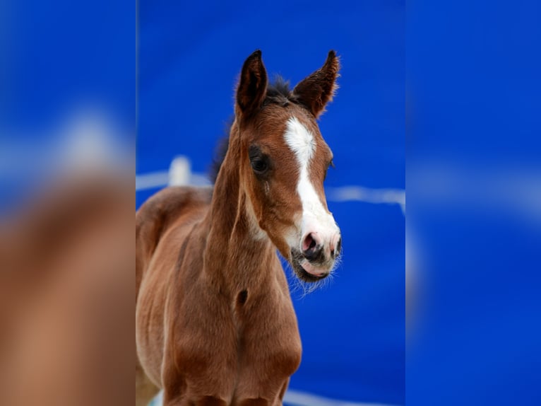 Cheval de sport polonais Étalon Poulain (01/2026)  in Pyrzyce